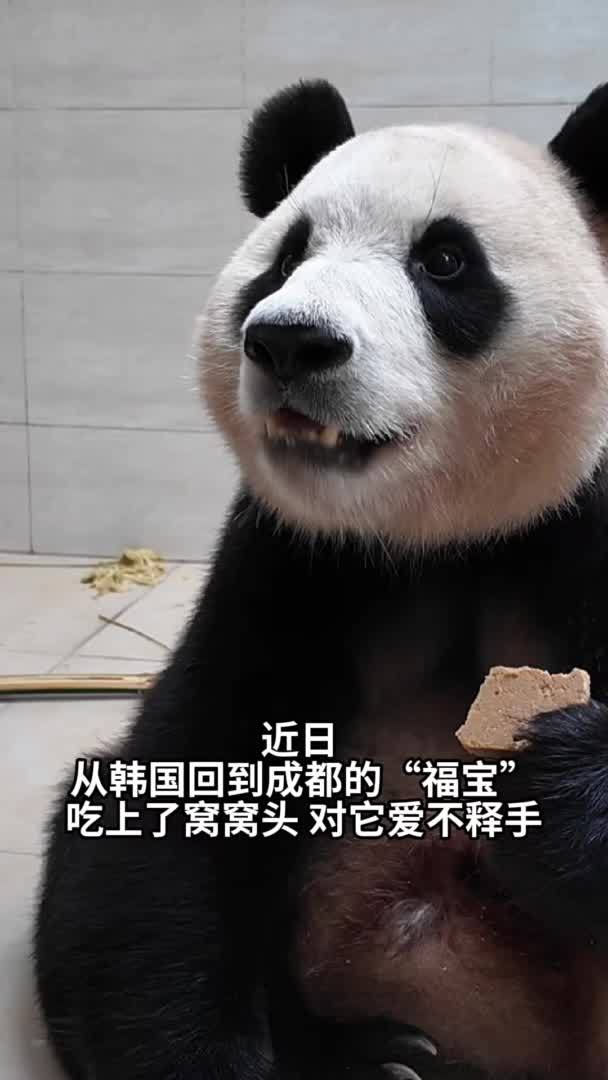原来大熊猫也爱窝窝头