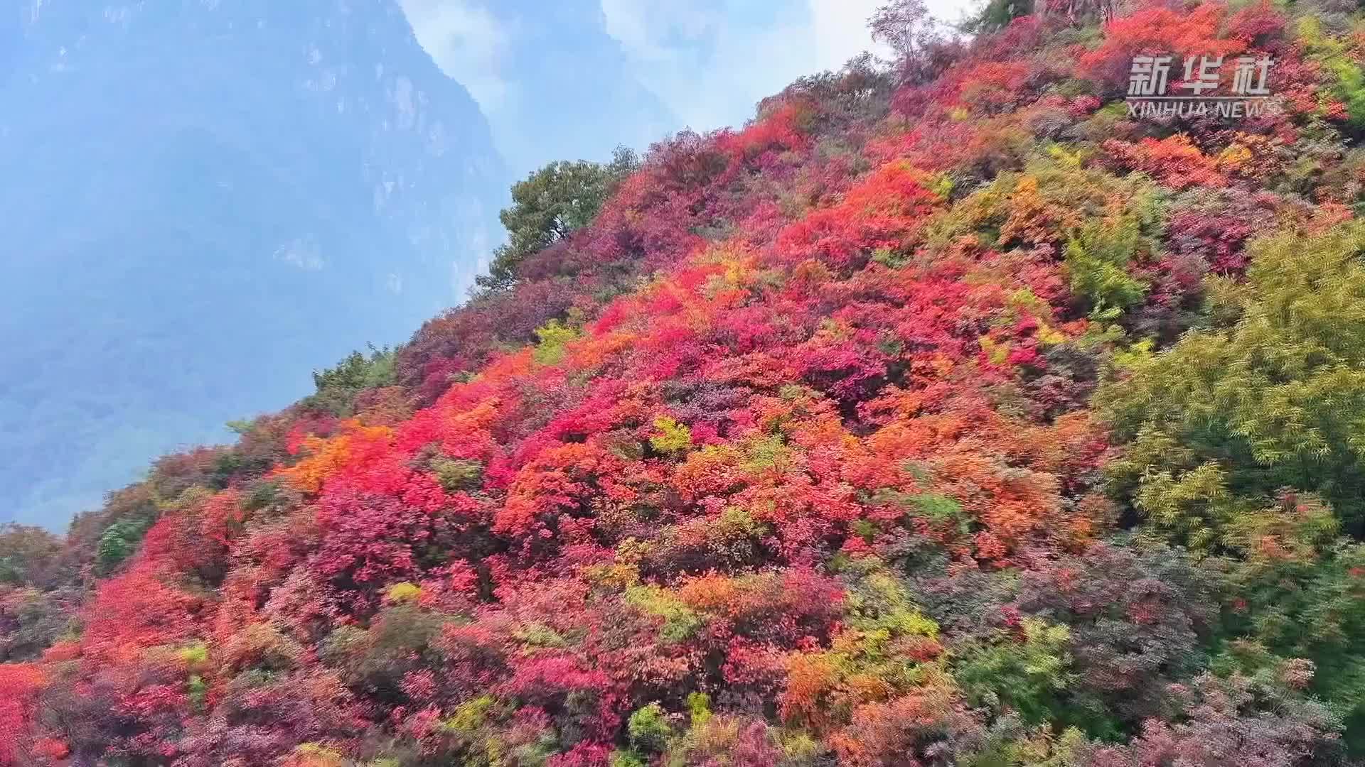 河南焦作：漫山红叶 红遍太行