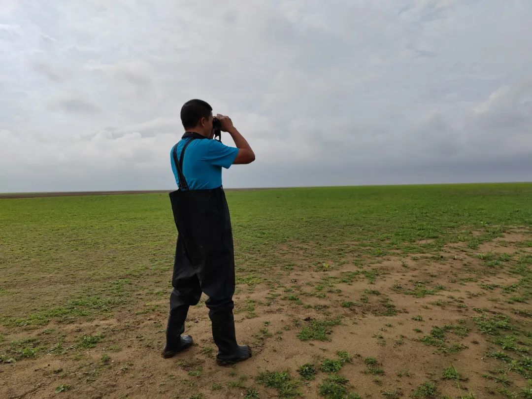 “省鸟”白鹤回家了!鄱阳湖南矶湿地保护区监测到4只白鹤