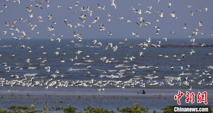 广东湛江吴川的鸟类群飞。程立 摄