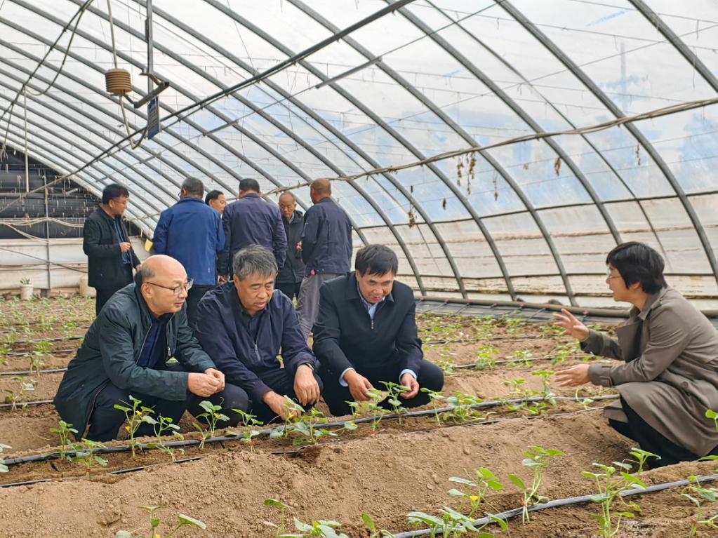 与会专家在西安市阎良区对设施西甜瓜根结线虫防控进行现场考察 （主办方供图）