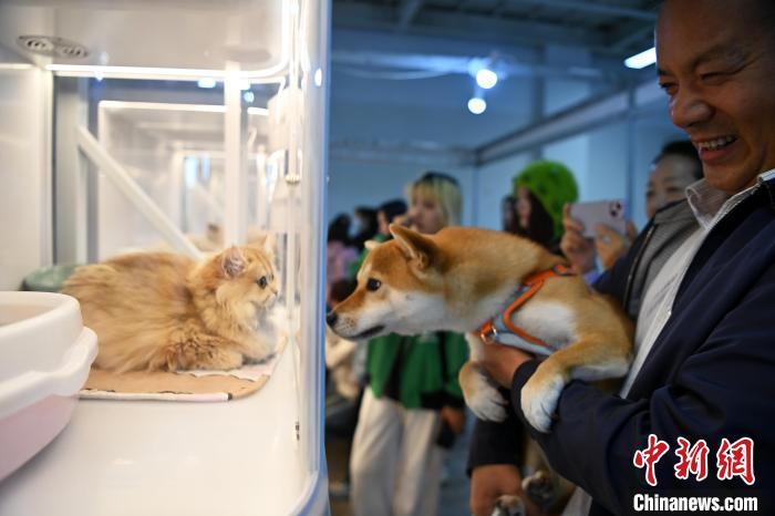10月20日，展出待售的宠物猫吸引携宠参观的市民。中新社记者　九美旦增　摄