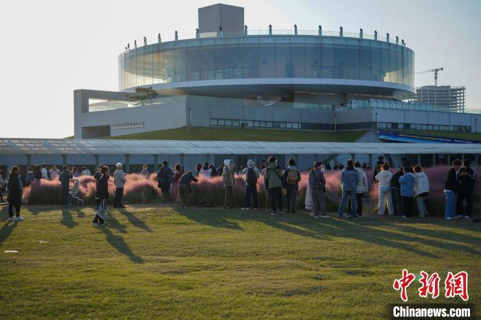 河南郑州：粉黛乱子草烂漫绽放迎来观赏“打卡”潮