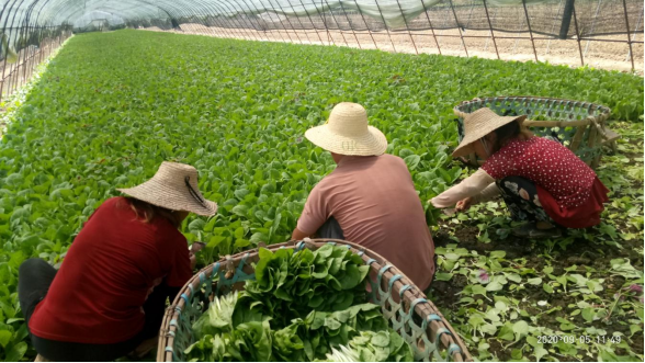 （富硒地块生态种植基地蔬菜大棚内）