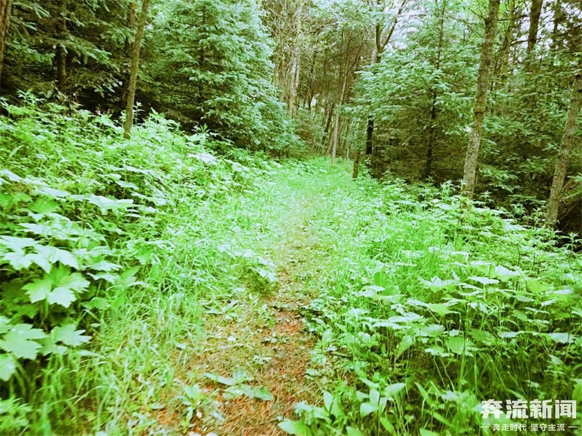 ▲鸟鼠山上林木葱郁