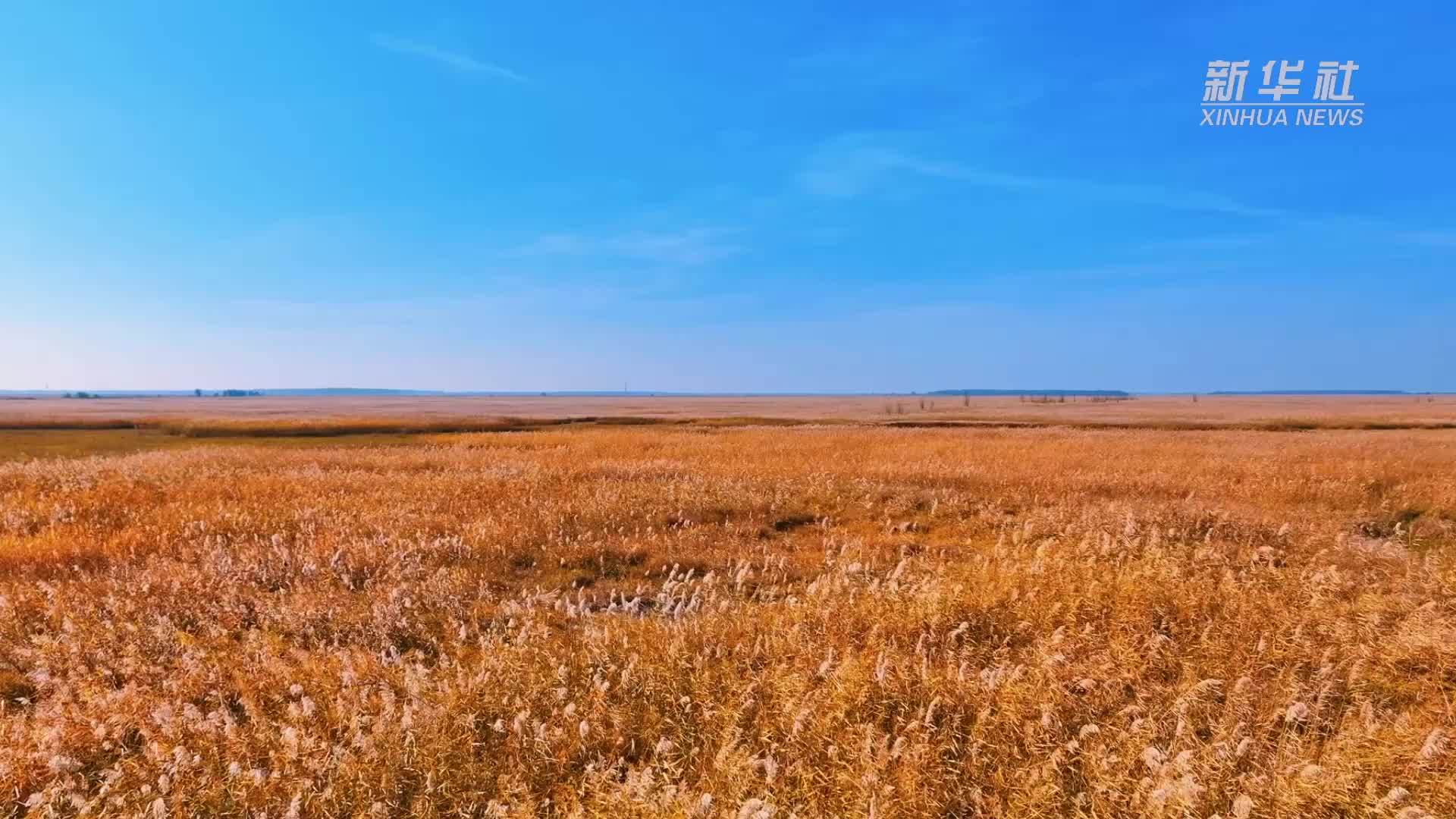 千城胜景｜吉林长岭：芦花轻语 秋意绵绵