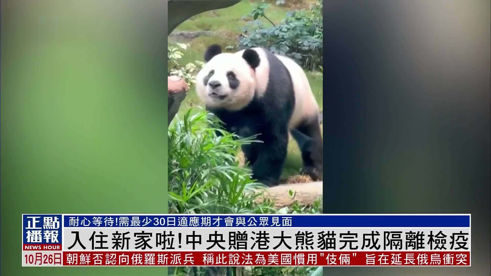 入住新家啦！中央赠港大熊猫完成隔离检疫