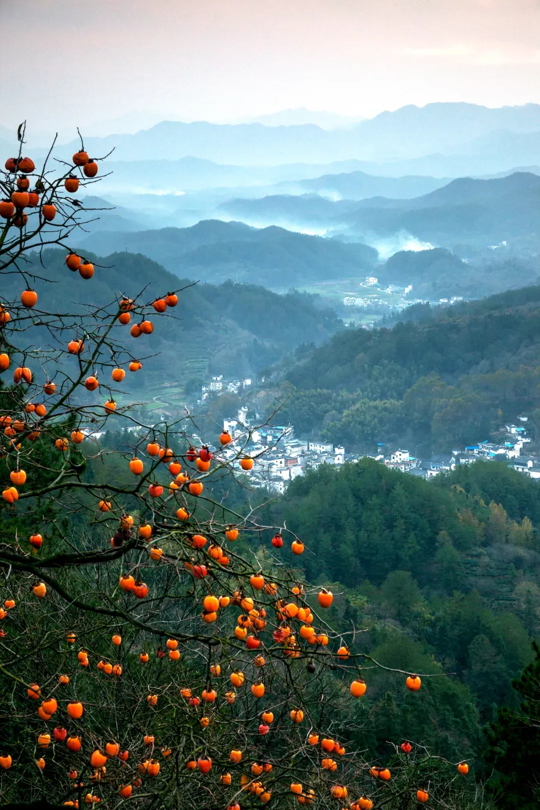 秋天幸福感最强的水果，从北向南、甜遍中国！