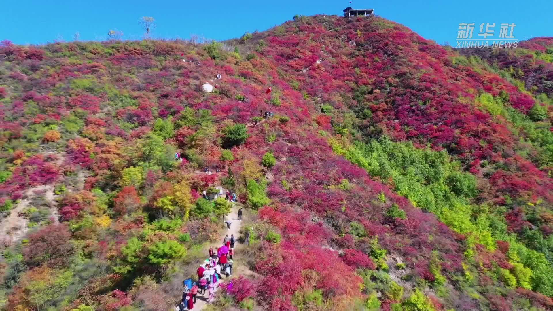 河南济源：秋染王屋山 红遍黄河两岸