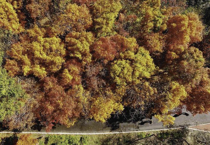 五彩的枝叶好似秋天的调色盘。