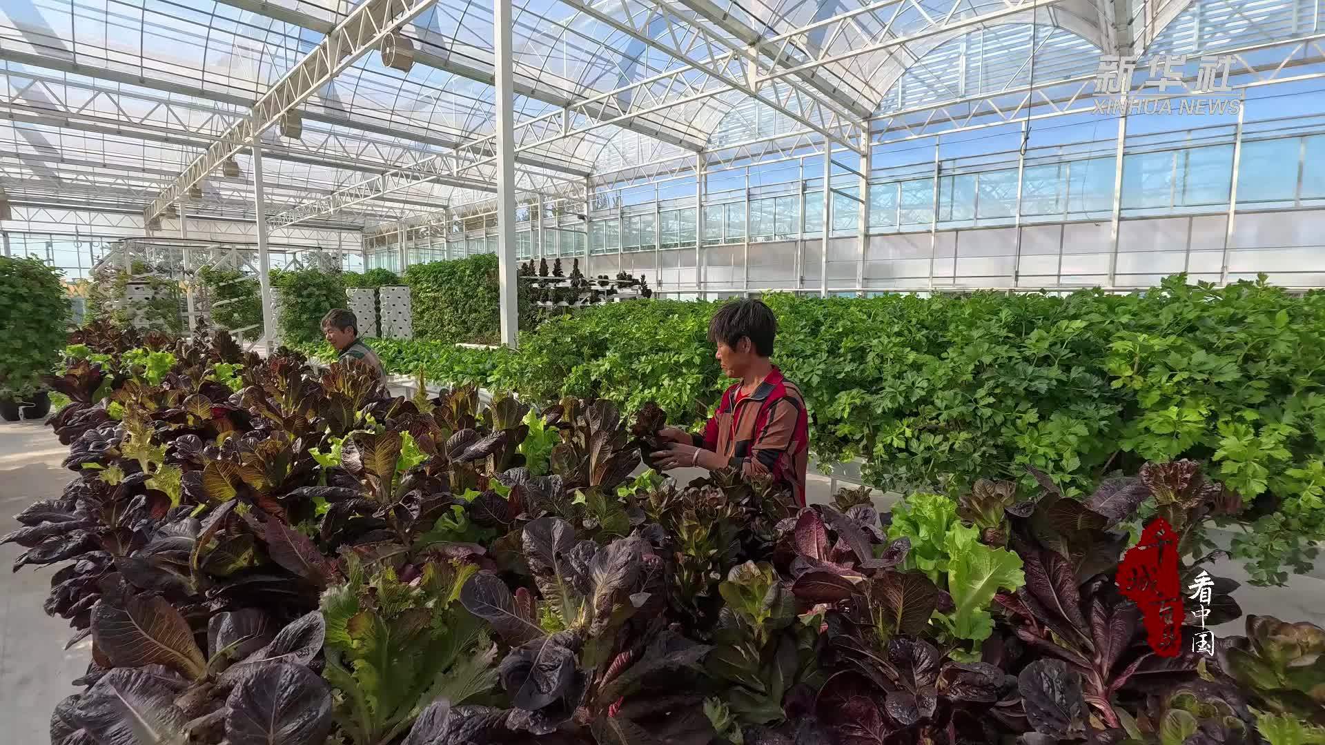 千城百县看中国｜河北新河：“智慧大棚”赋能乡村振兴