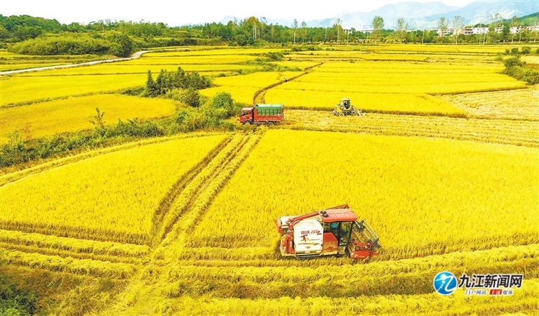 都昌县蔡岭镇蔡岭社区村民驾驶农机在田间收割水稻。（特约记者 傅建斌 摄）