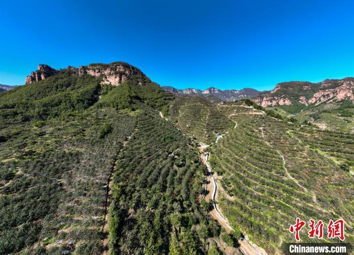 河北邢台太行山万亩苹果丰收带动超3万户农民致富