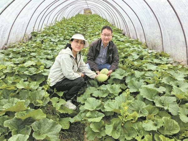 瓜类作物“超级病毒”来势汹汹 宁波市农科院研发的技术防守住了