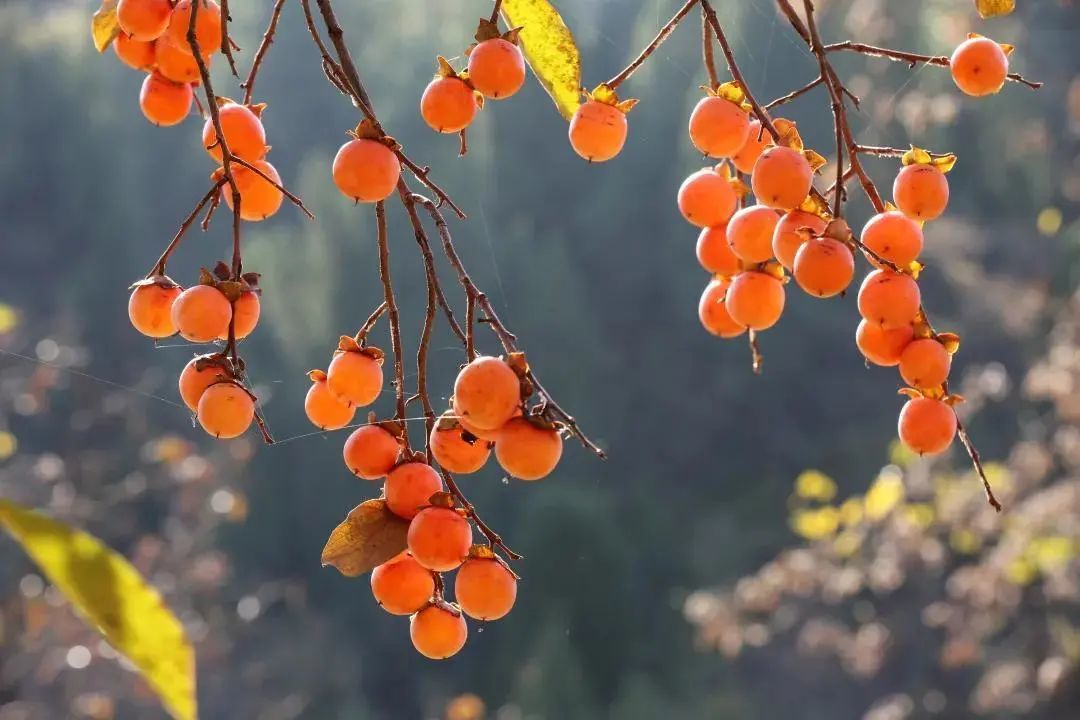 霜降时节的柿子