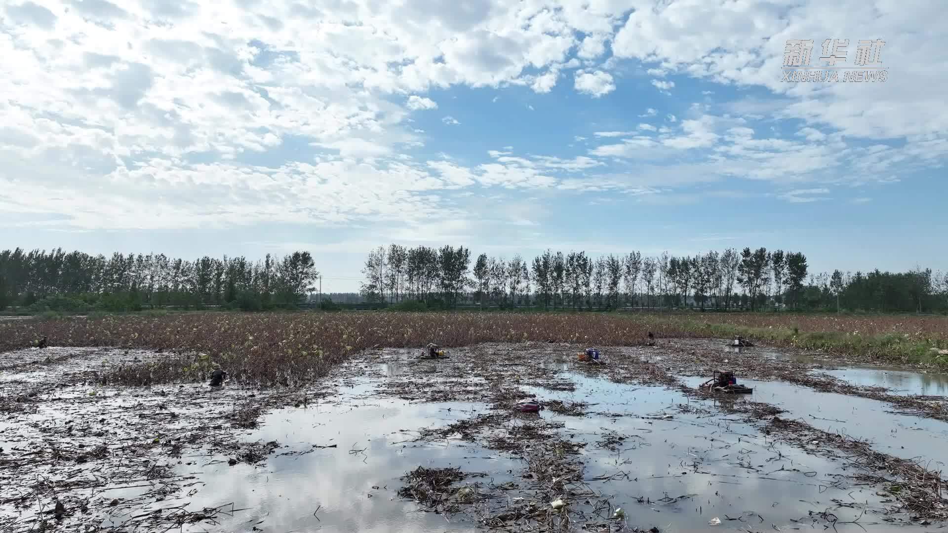 江苏泗洪：金秋时节采藕忙