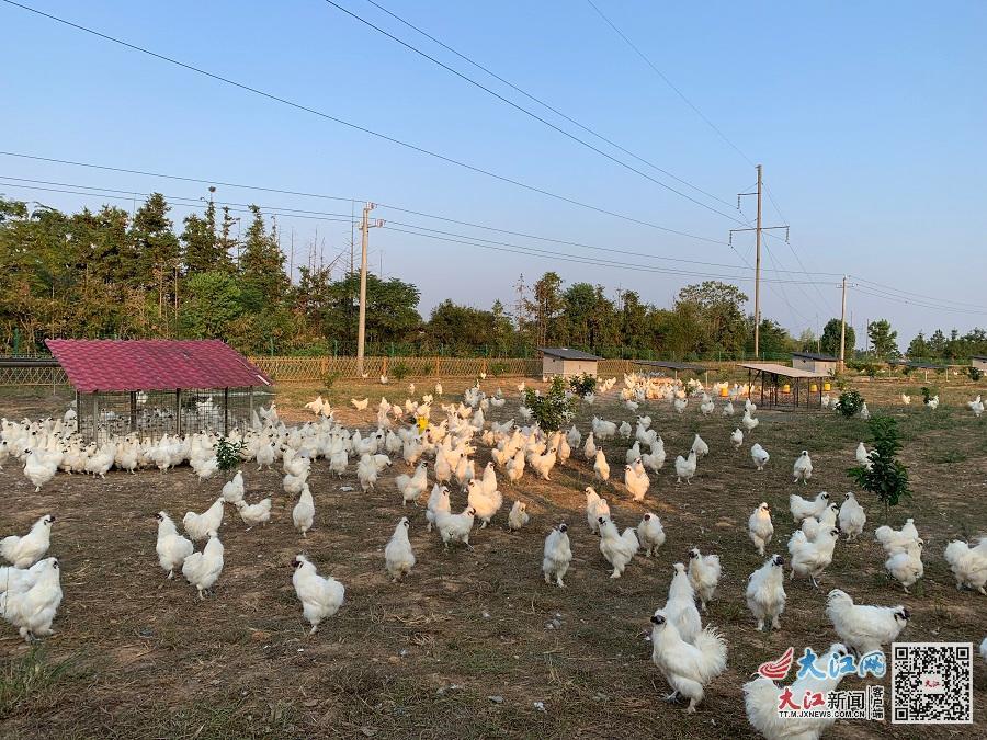 位于泰和武山附近泰和凤皈元农业有限公司的乌鸡生态养殖示范基地(郑周贇 摄)