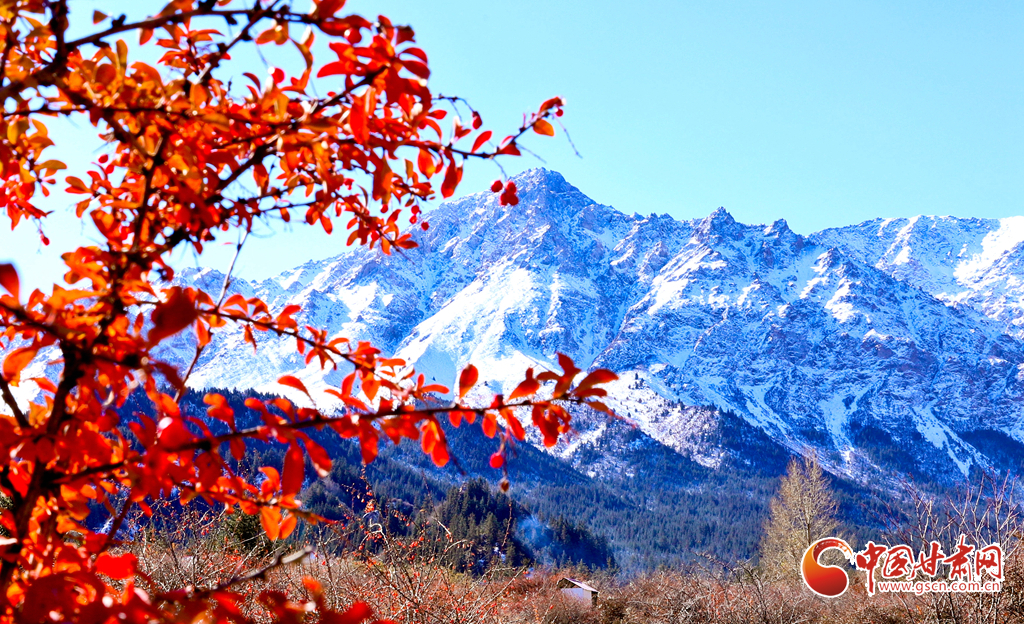10月22日清晨，雪后初霁，在祁连山公园甘肃省张掖市肃南裕固族自治县马蹄藏族乡段，阳光洒满大地，在白雪的映衬下，五彩斑斓的树叶更加动人，呈现出一片迷人的画卷。