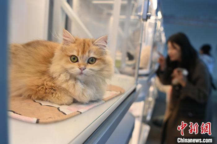 甘肃兰州：萌宠“大聚会”吸引民众