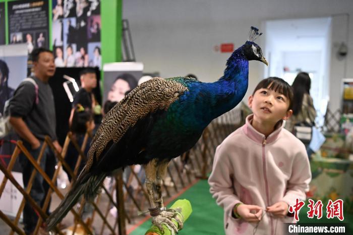 10月20日，展出的宠物吸引小朋友目光。中新社记者　九美旦增　摄