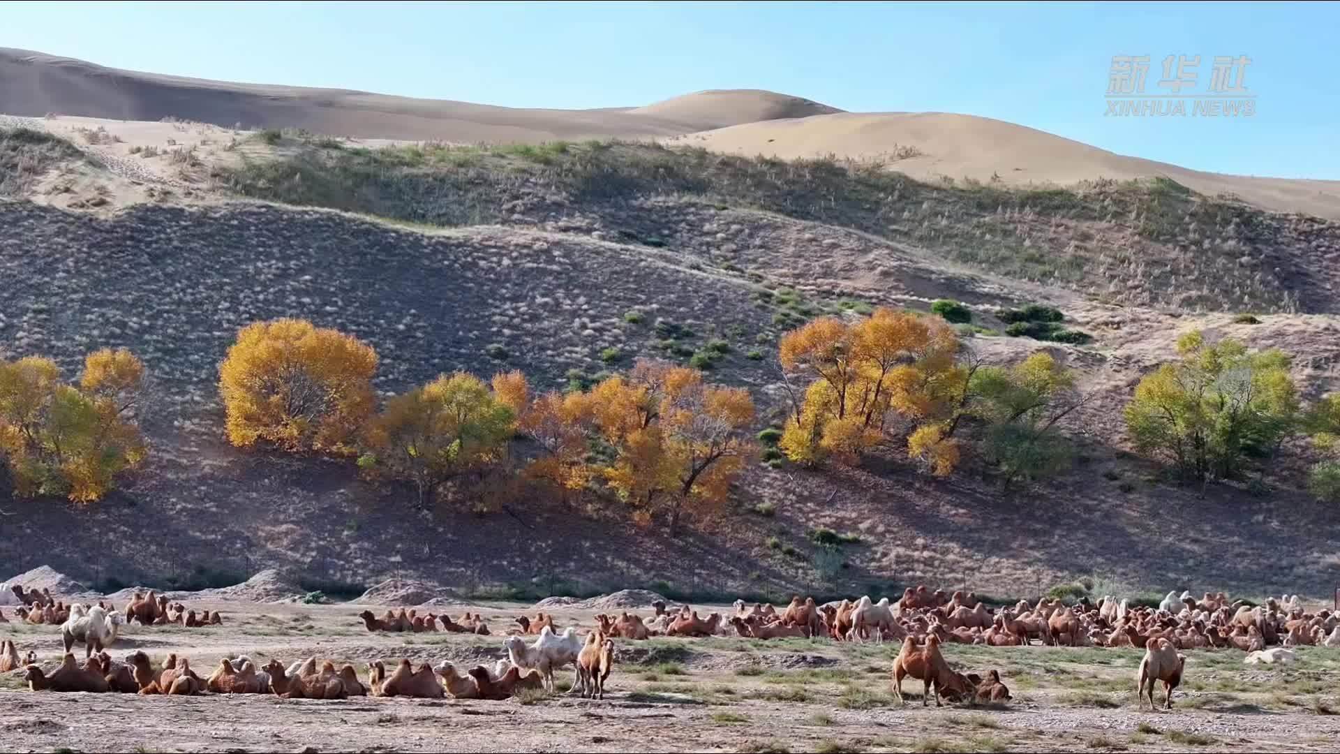 瞰中国｜沙海迷雾 秋景如画