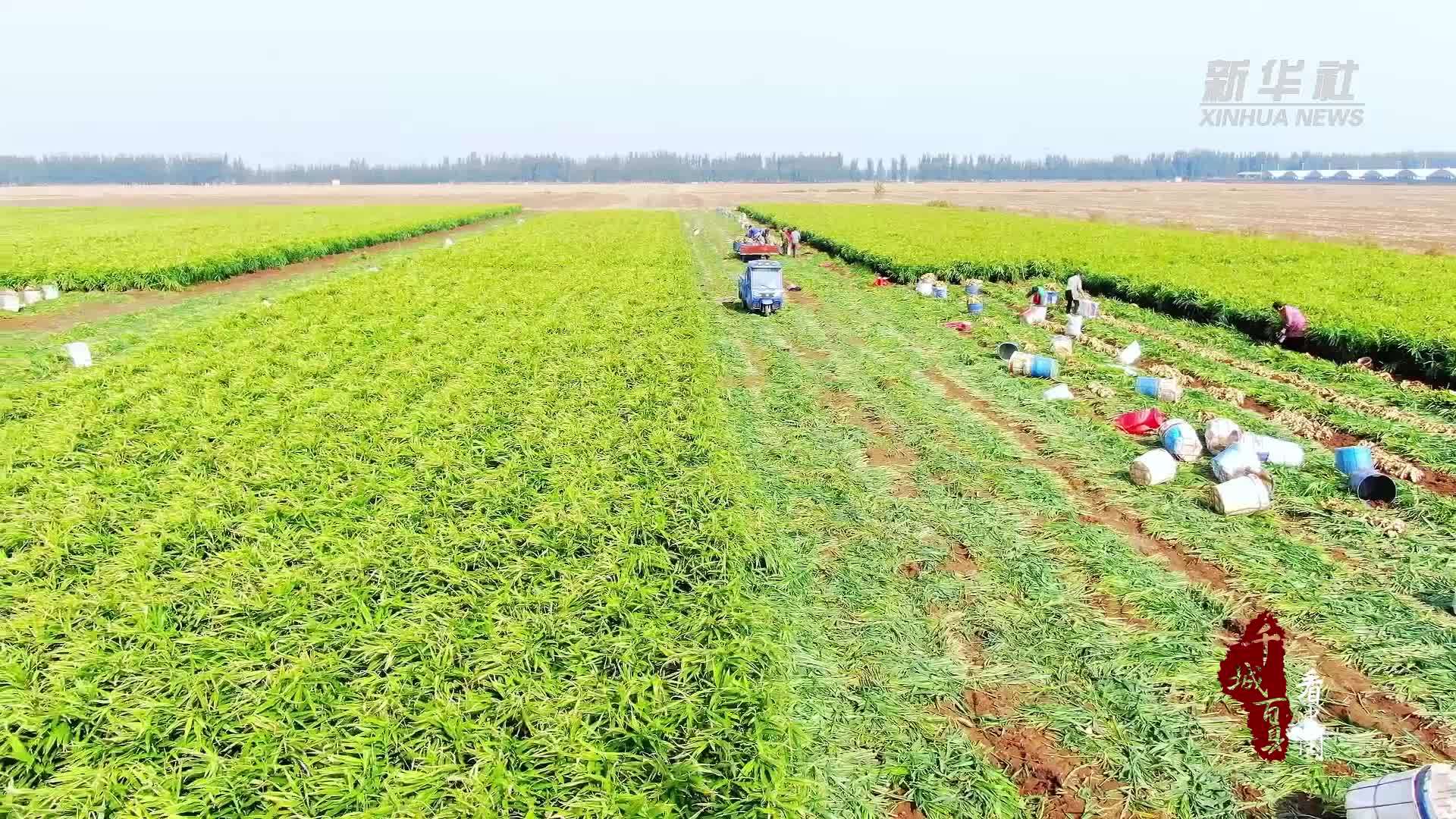 千城百县看中国｜山东诸城：生姜采收忙