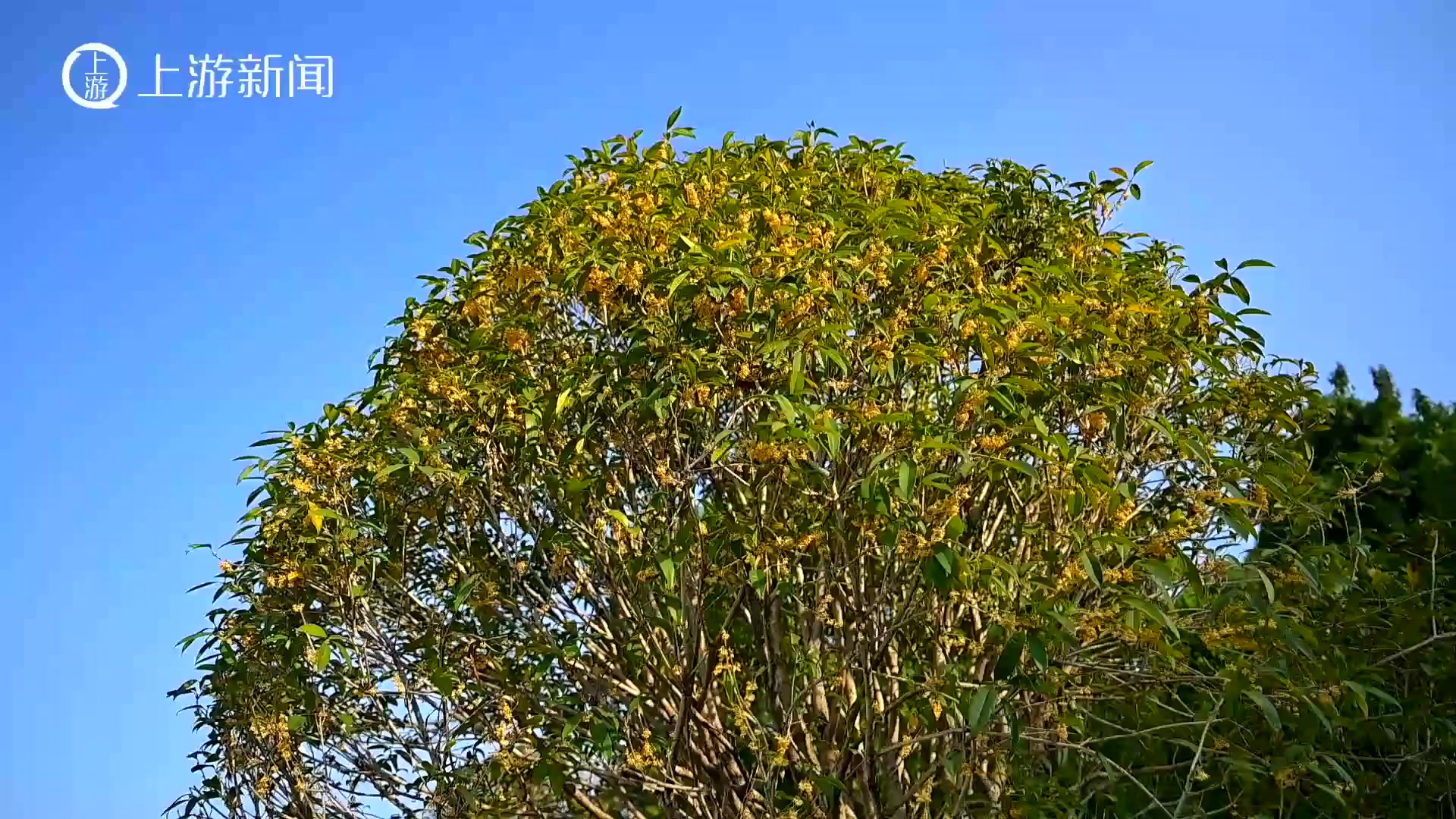 桂花盛开 金秋十月香满城