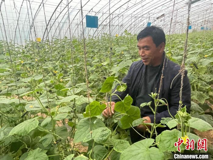 图为刘永兵在黄瓜棚中。张远 摄