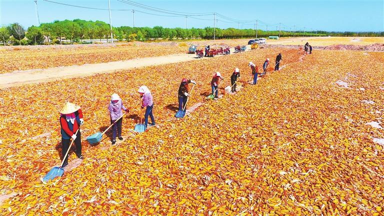 临泽县农民群众晾晒制种玉米　新甘肃&middot;甘肃日报通讯员　安学海