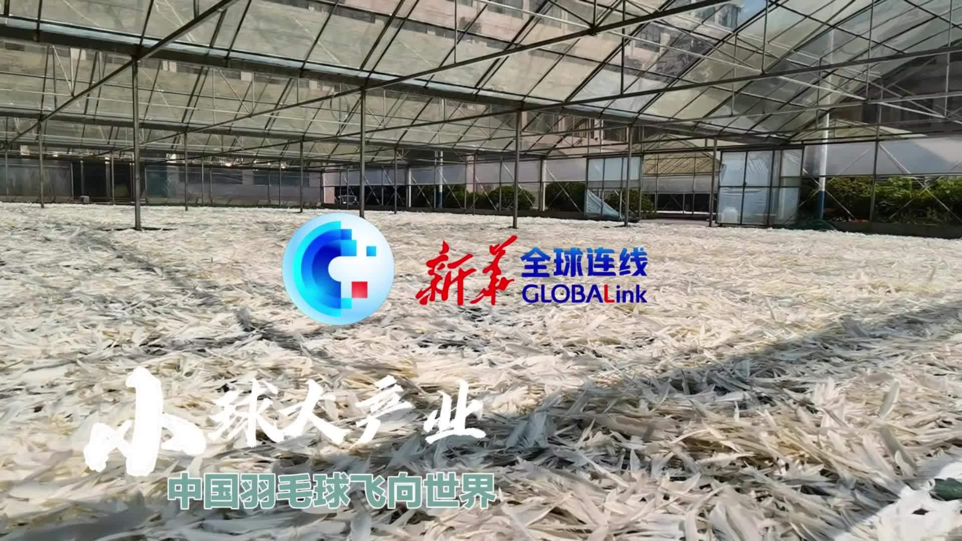 全球连线|小球大产业，中国羽毛球飞向世界