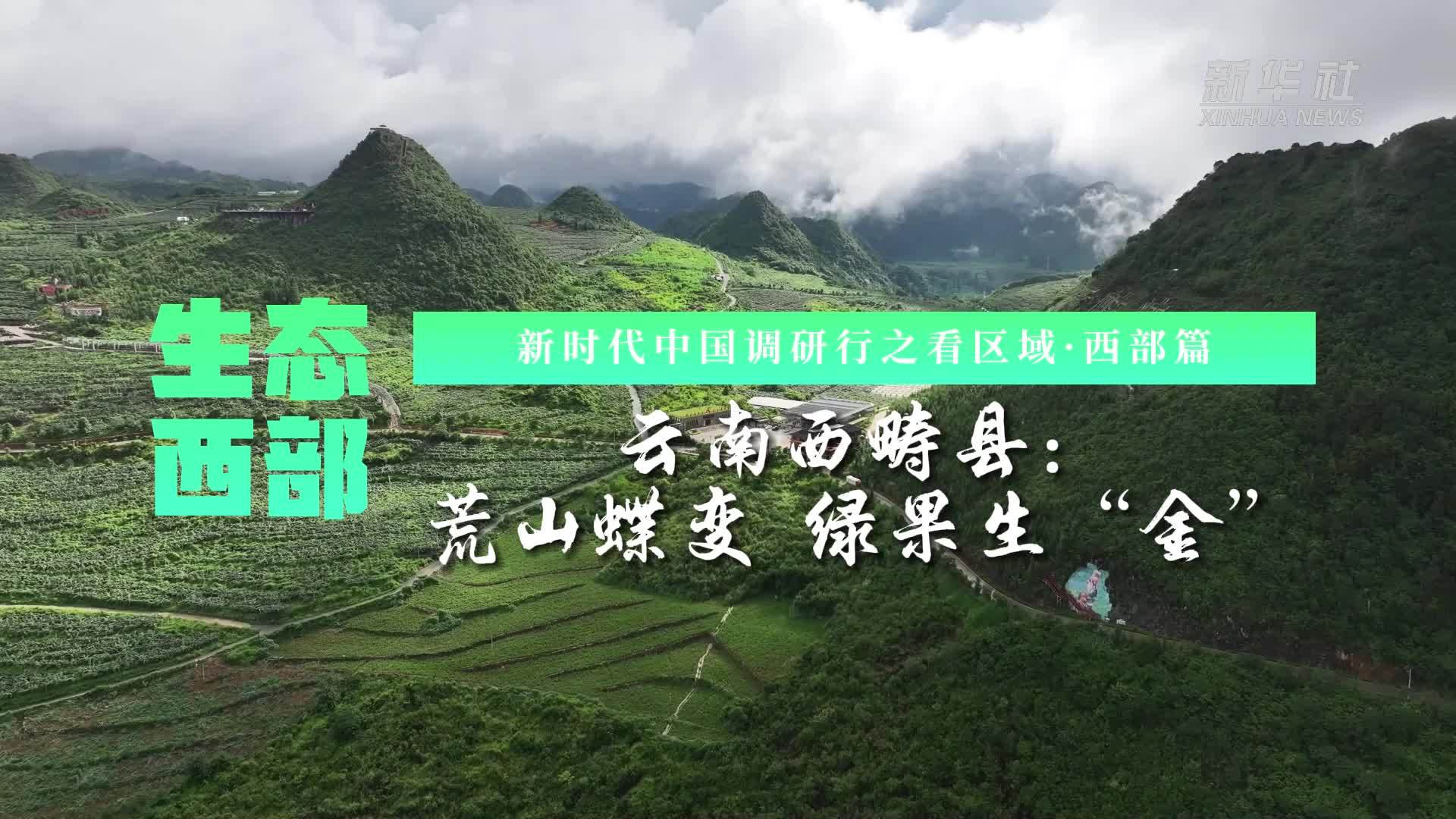 生态西部｜云南西畴县：荒山蝶变 绿果生“金”