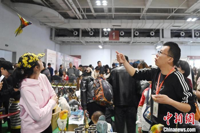 10月20日，主人和宠物鸟进行表演吸引参观者。中新社记者　九美旦增　摄