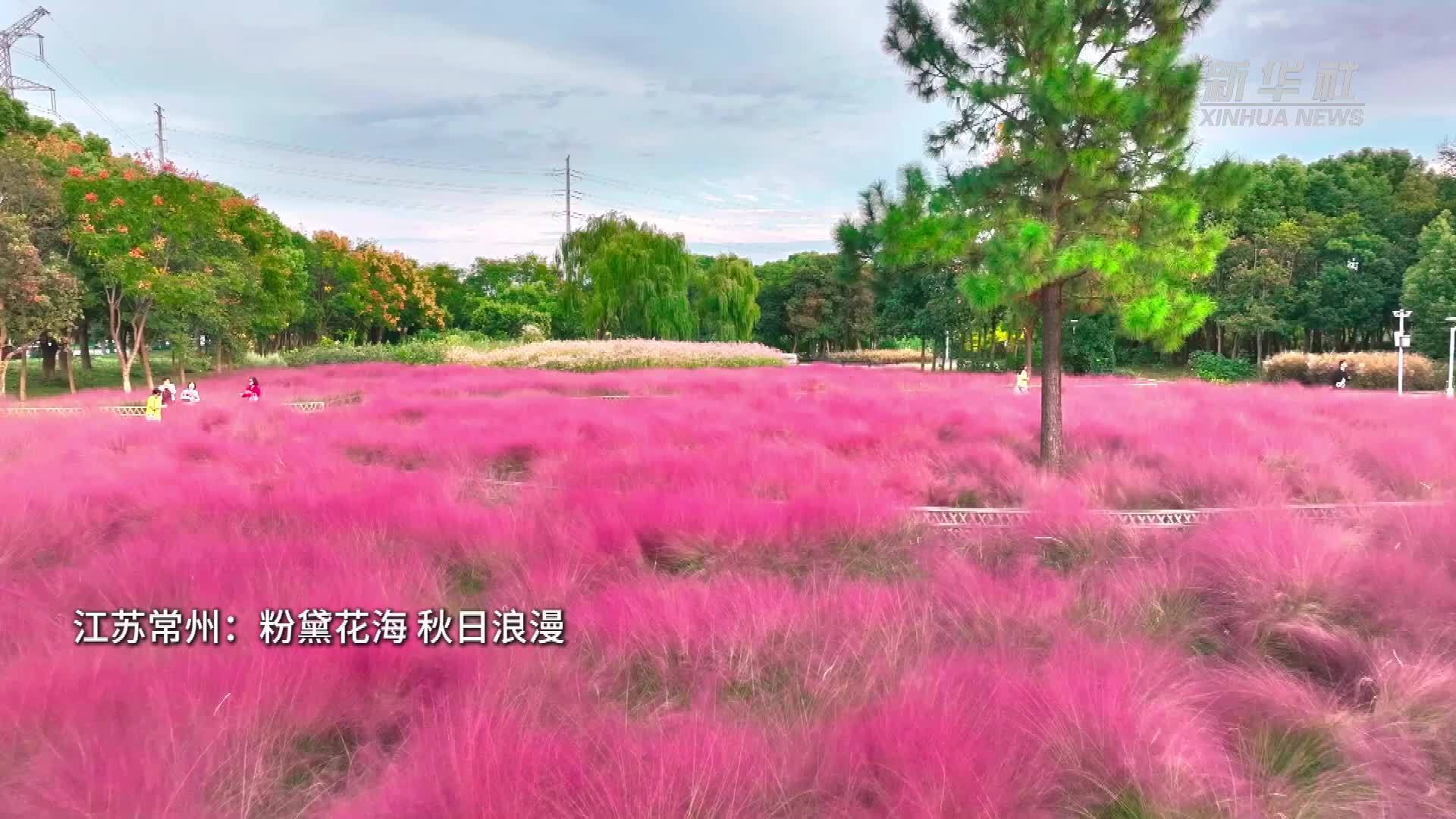 江苏常州：粉黛花海 秋日浪漫