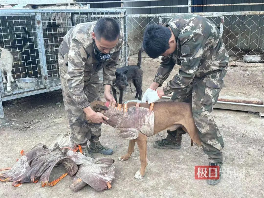 护农队员给猎犬穿上防具（极目新闻记者邓波摄）