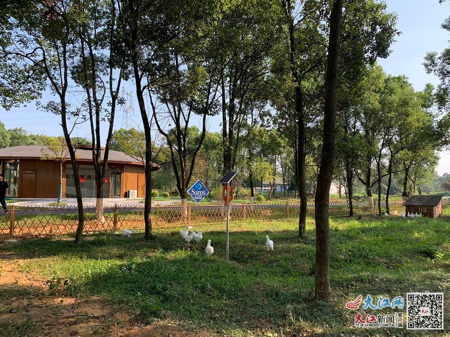 武山脚下的中国泰和乌鸡基因库，乌鸡正在悠闲地漫步、觅食(郑周贇 摄)