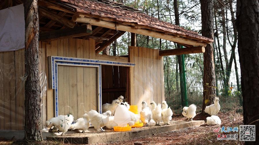 乌鸡在林间“别墅”休憩（资料图）