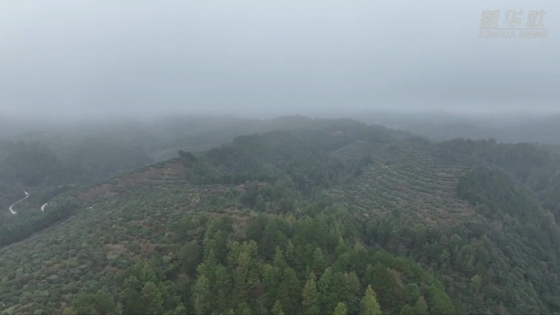 贵州黎平：青山变“金山”油茶喜丰收