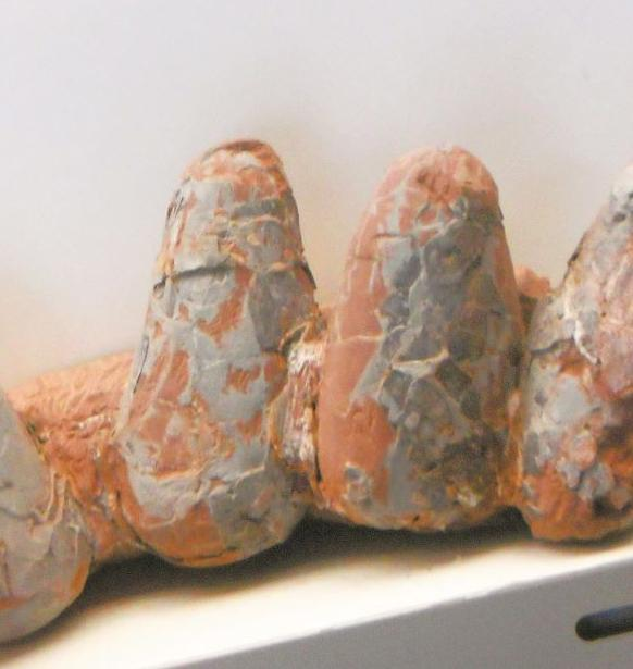 赣州出土的棱形蛋化石。