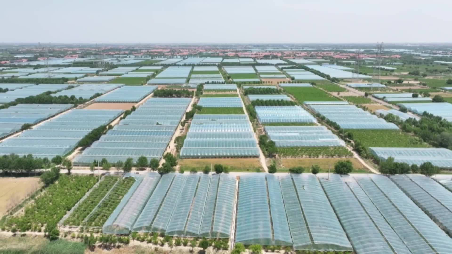 山东滨州：多管齐下保障沾化冬枣“新鲜送达”