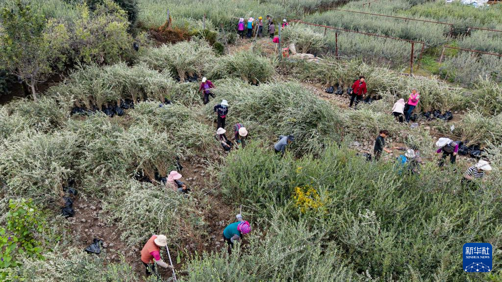 在陇南市武都区两水镇一处油橄榄育苗基地,村民在采挖油橄榄苗木(无人机照片 10月31日摄)。新华社记者 郎兵兵 摄