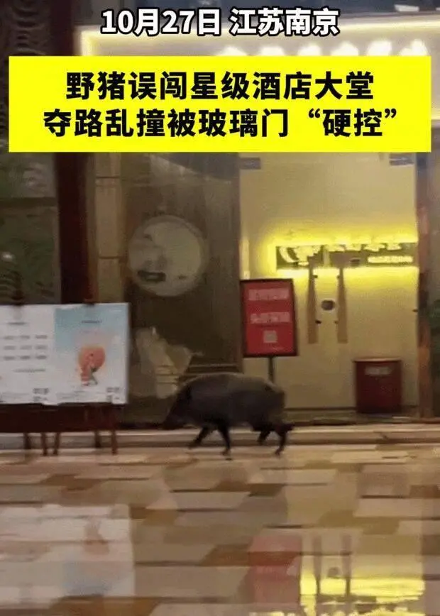 图片来源：视频截图