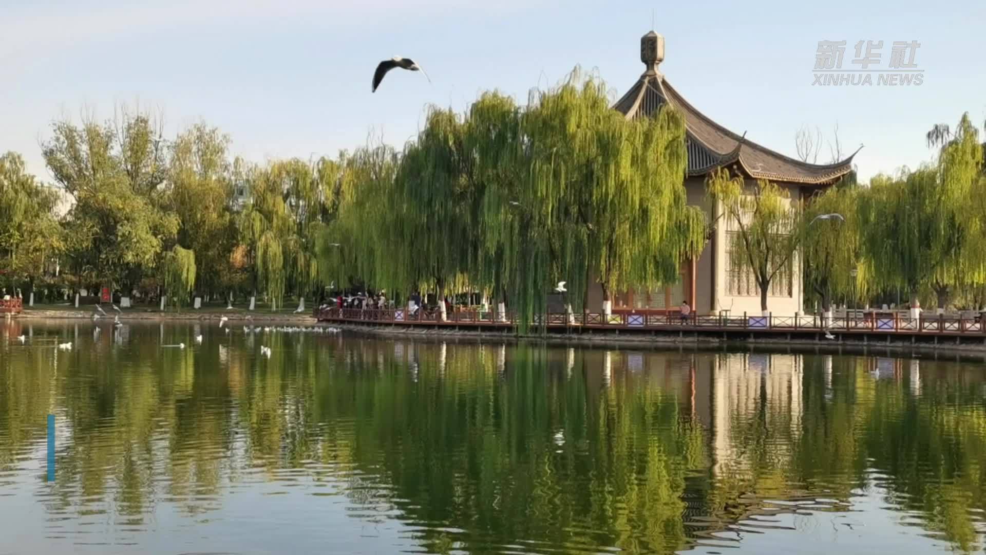 千城胜景｜宁夏银川：“塞上江南”迎来上万只越冬红嘴鸥