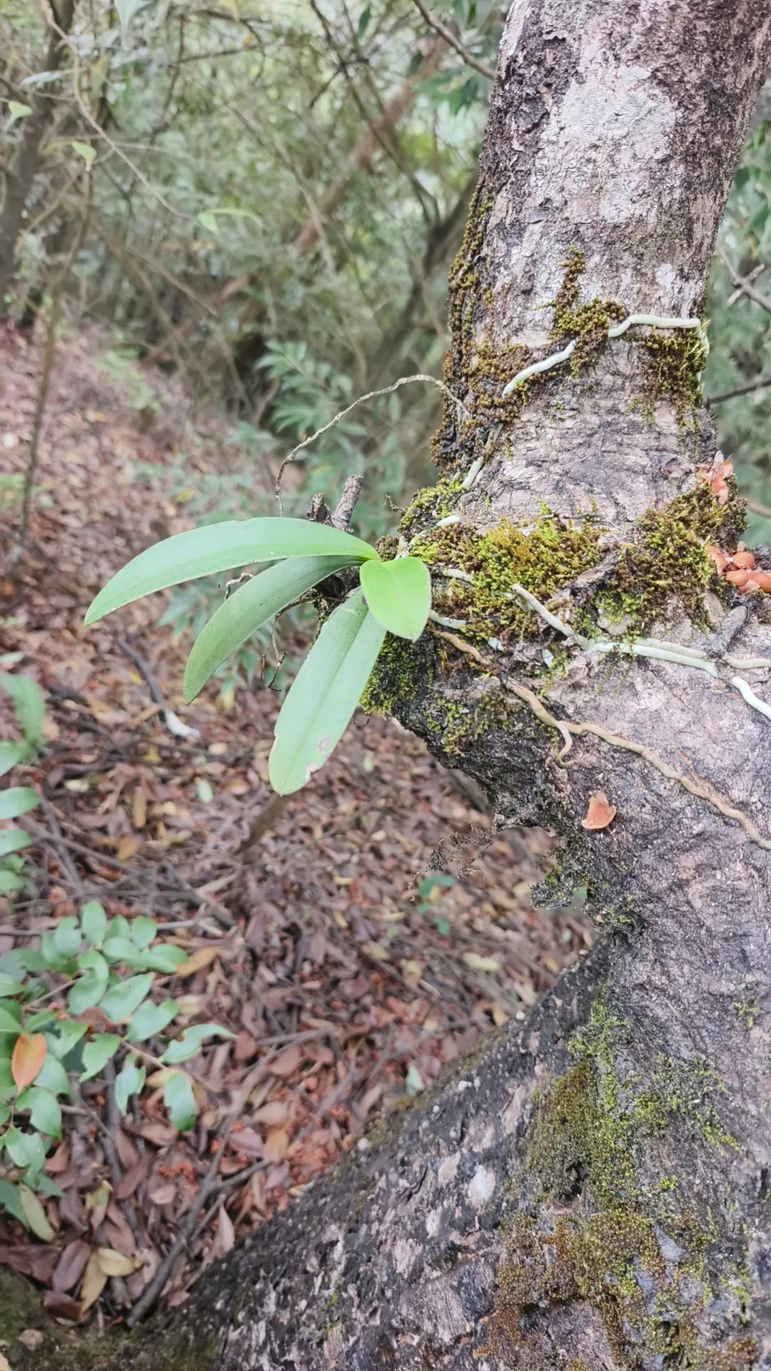 德興發現多株國家二級野生保護植物濕唇蘭