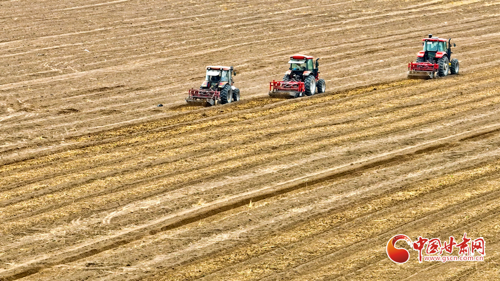 张掖山丹黄参喜获丰收