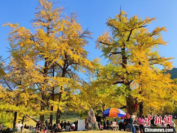 当地依托千年银杏群落，全方位打造生态旅游新农村。何方　摄