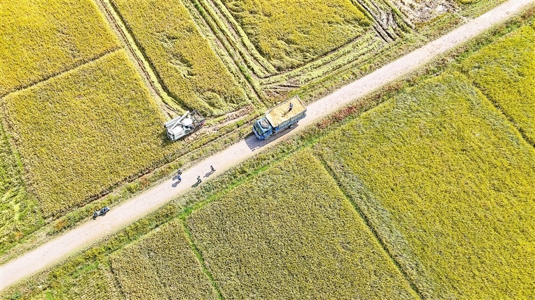 秋收时节（图）