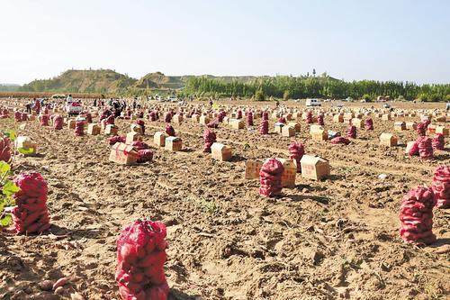 10月11日,秦皇岛市卢龙县清喜生态农业有限公司甘薯种植基地,工人在收获甘薯。种植过程中使用的地膜已随甘薯生长自动降解,看不到踪迹。 刘丽凤摄