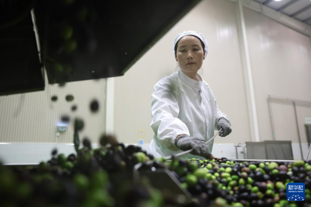 在甘肃省陇南市武都区一家油橄榄加工企业,一名工作人员在生产线上作业(10月31日摄)。新华社记者 陈斌 摄