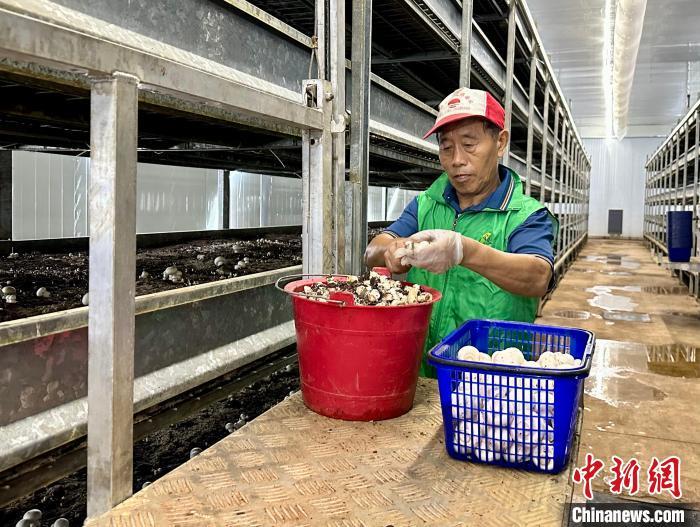 圖為位于江西省南昌市安義縣黃洲鎮(zhèn)塘下村的雙孢菇種植基地內(nèi)，工人正在采摘菌菇。盧夢夢 攝