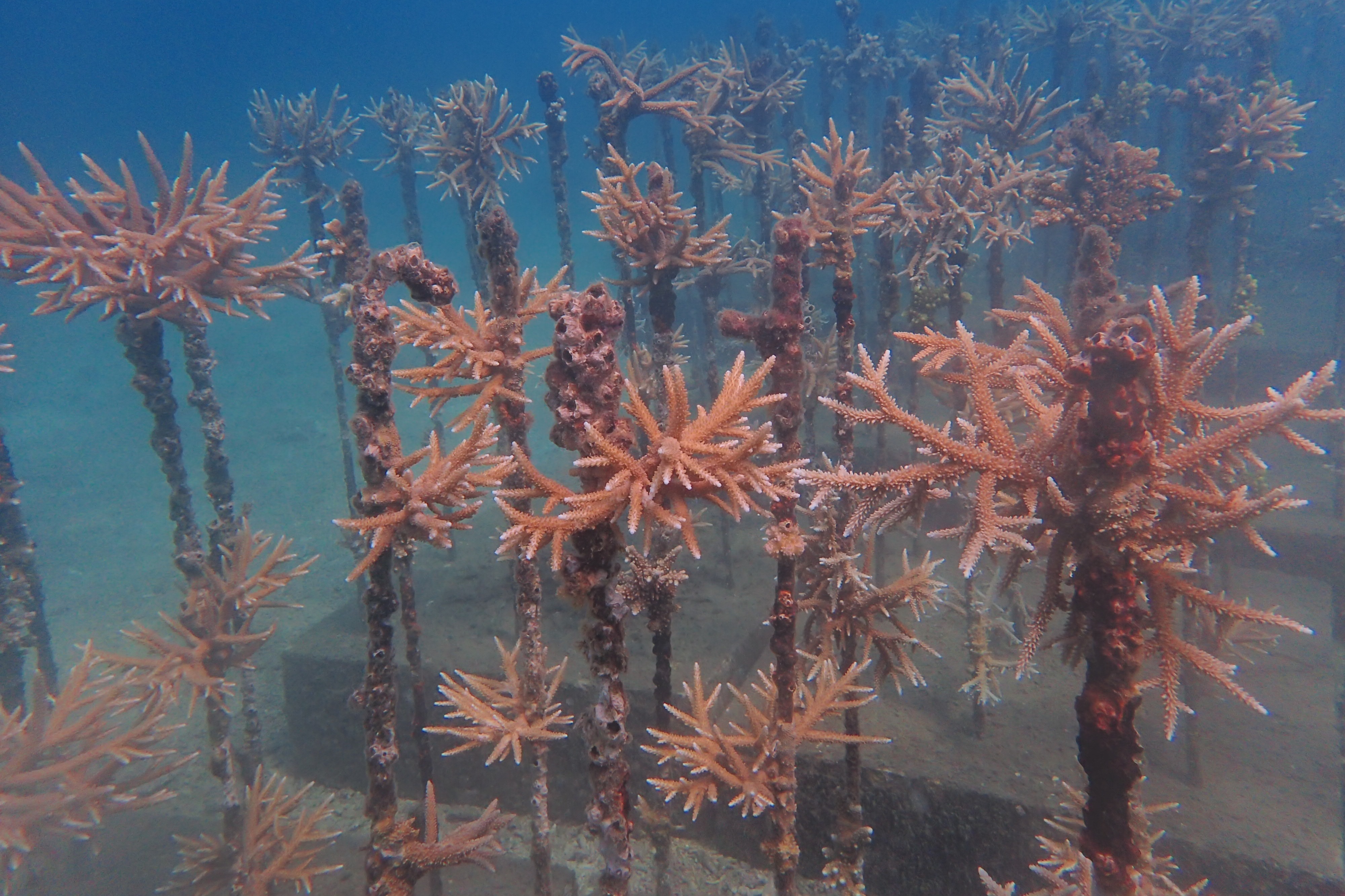 海南热带海洋学院:突破技术瓶颈 保护海洋生态环境